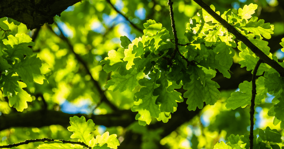 oak tree in a forest