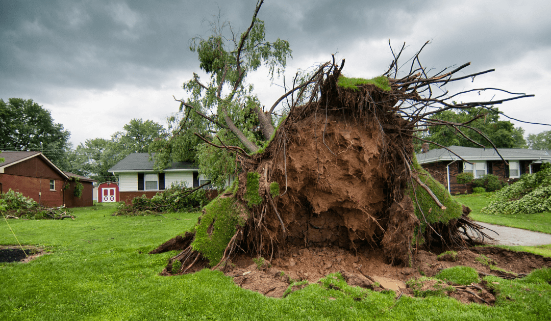 What To Do When A Tree Falls In Your Yard