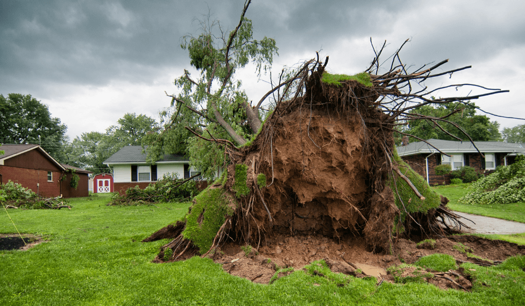 When A Tree Falls In Your Yard