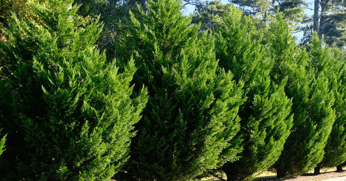 Growth: One of the best trees for privacy, the Leyland Cypress, is a fast-growing tree. It's known to add up t