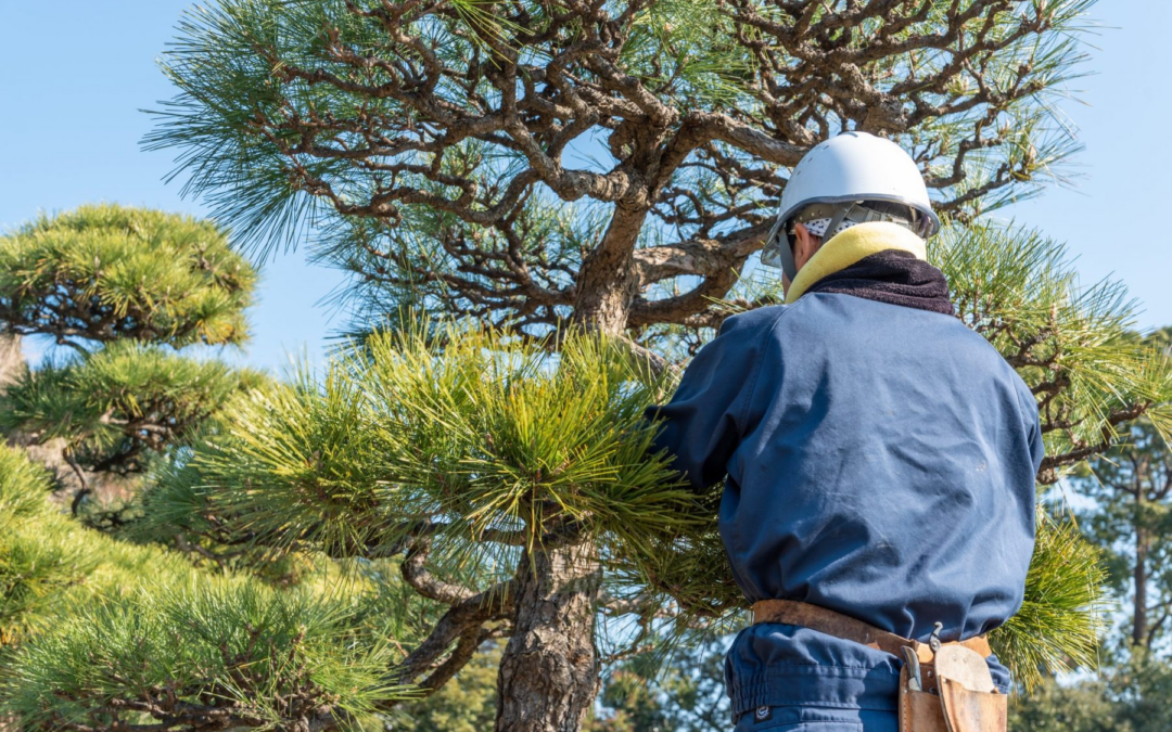 How To Trim a Pine Tree: 5 Easy Tips