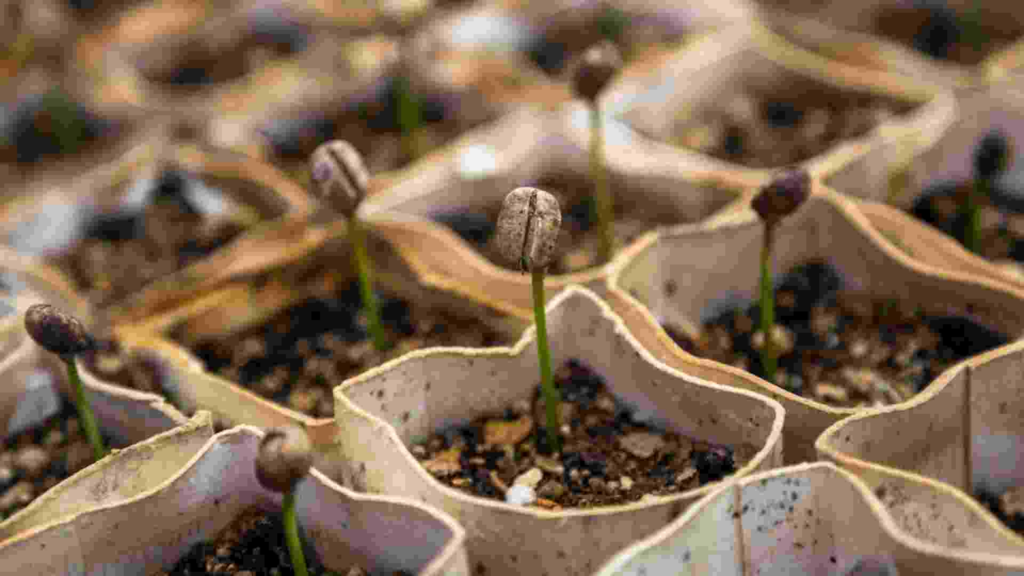 Soy sprouts growing surrounded by mulch. 