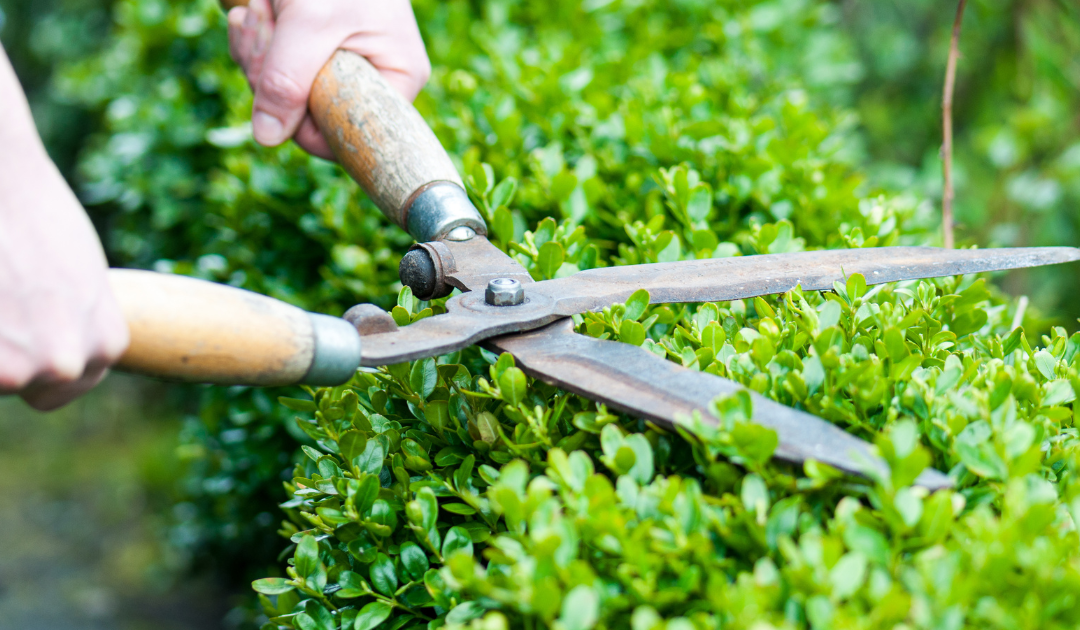 how to trim hedges