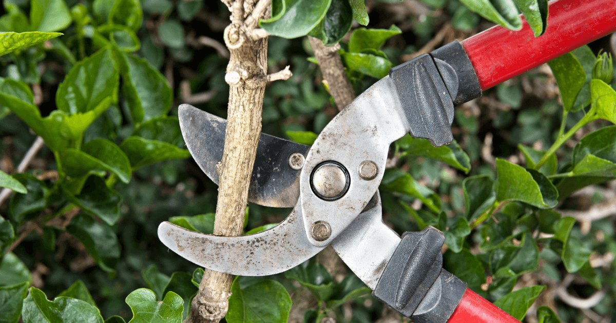 pruning tools