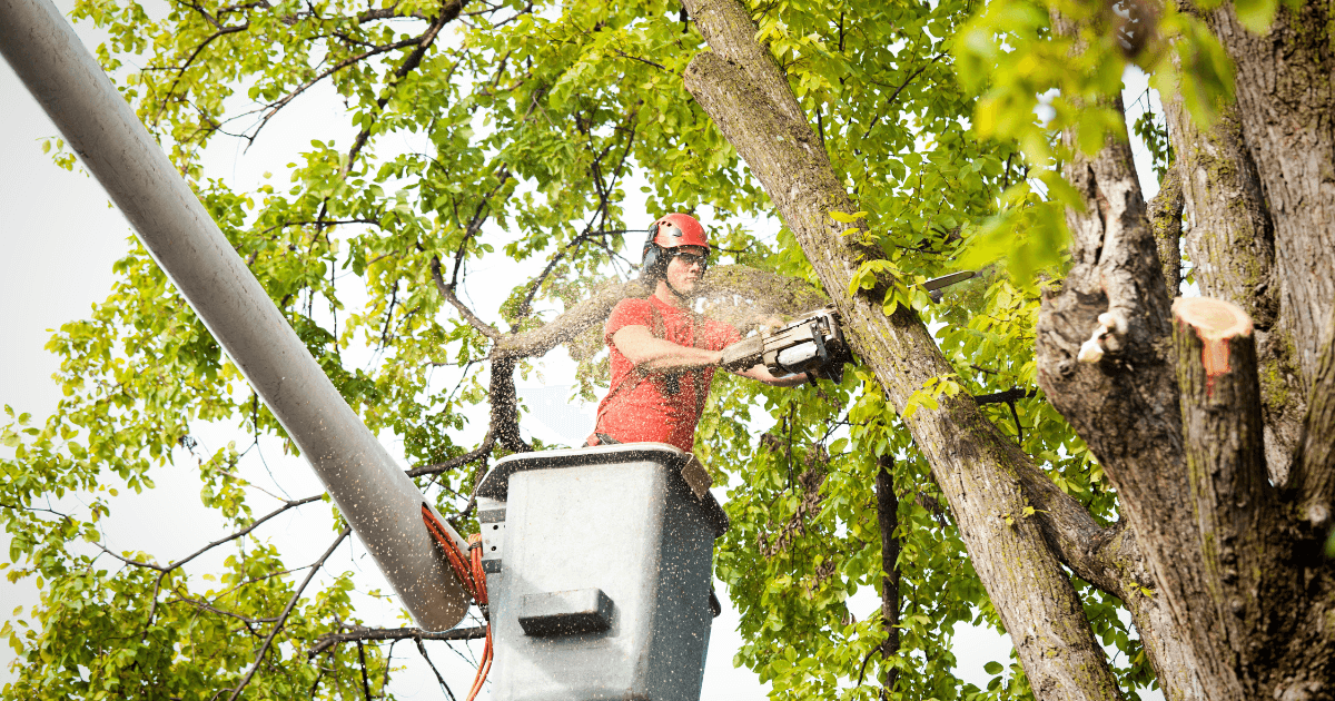 professional tree trimming services