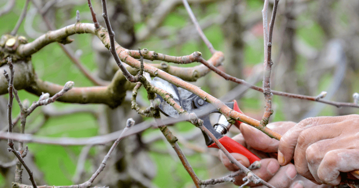 pruning dead branches and twigs