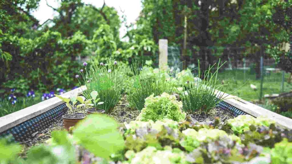 A garden full of flowers.