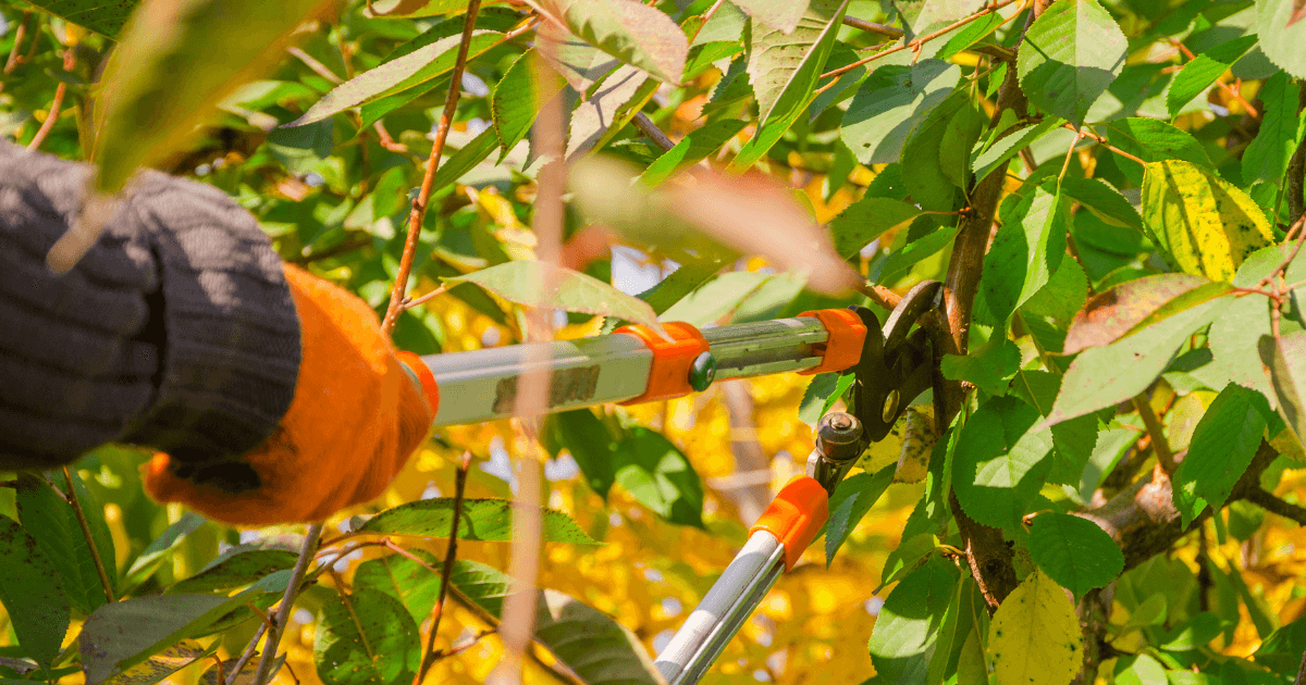 trimming a tree