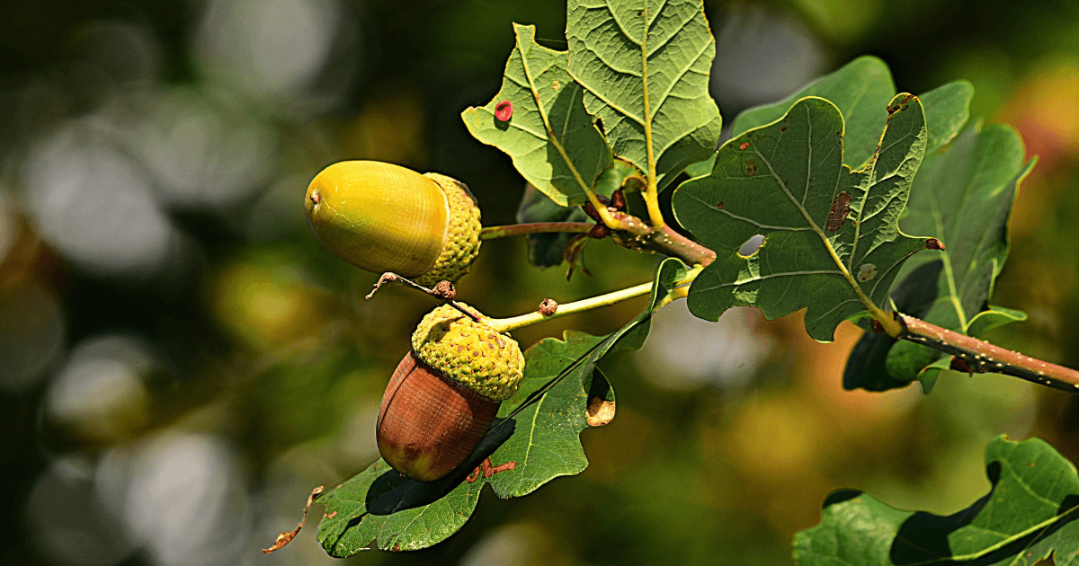 acorns