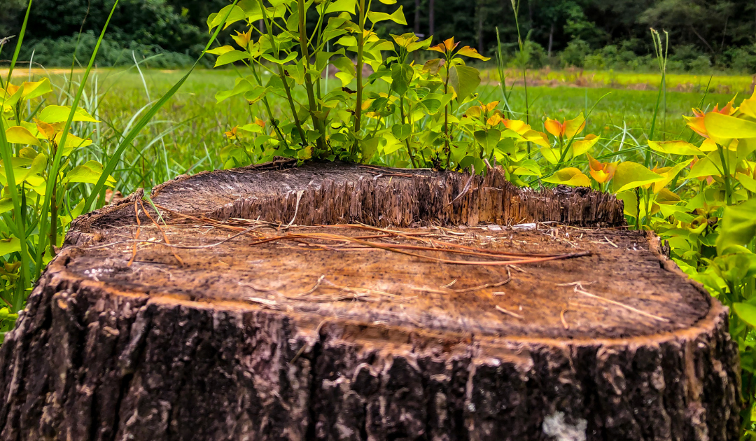 How To Remove a Tree Stump