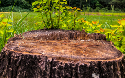 How To Remove a Tree Stump: 10 Best Practices