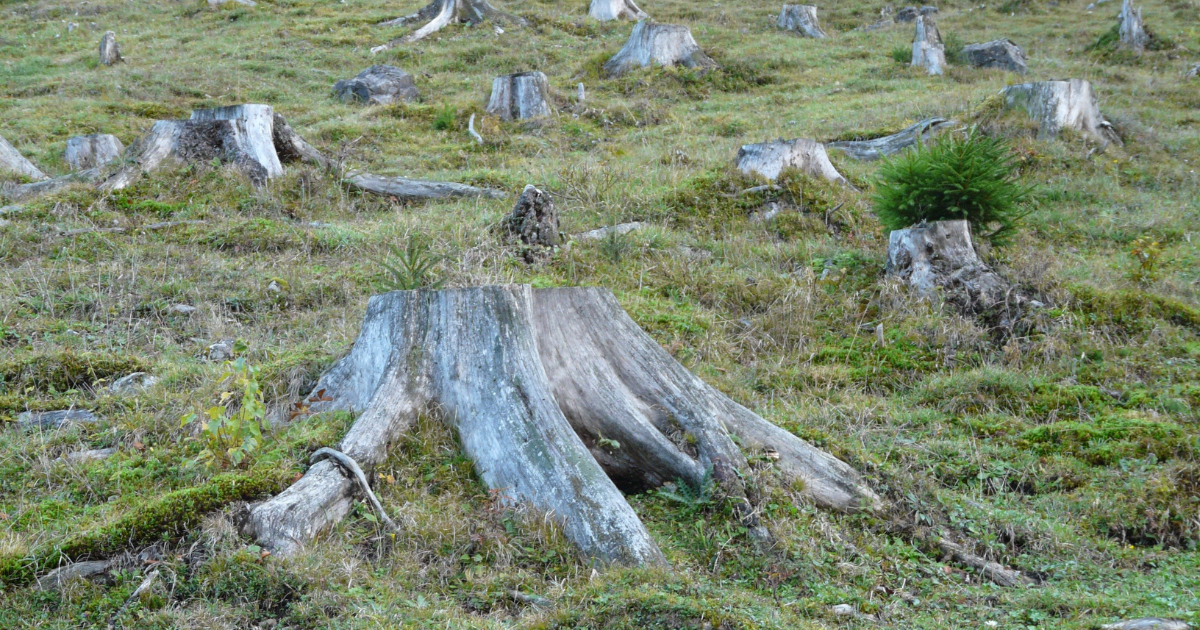 tree stumps
