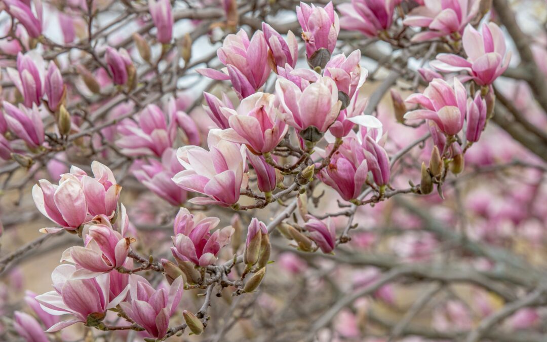 Unleash the Beauty of Your Landscape with these Tips for Choosing and Growing Magnolia Trees