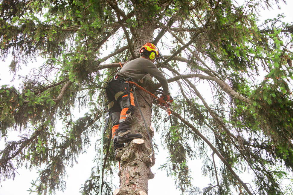 man cutting tree