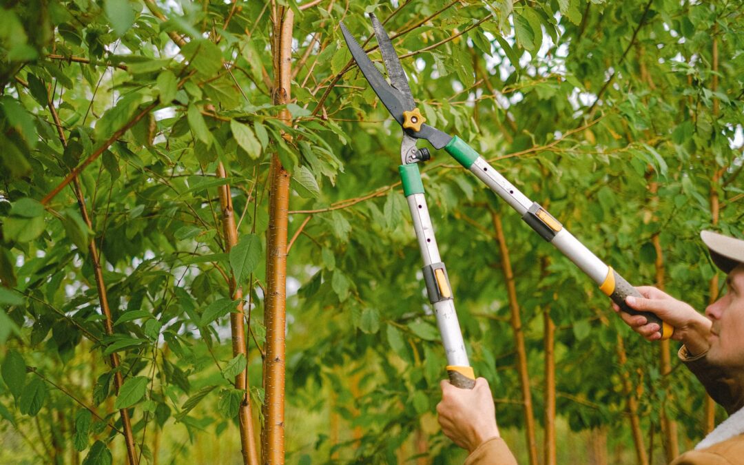 Simplifying Tree Maintenance: A Guide to Efficient Tree Care Steps
