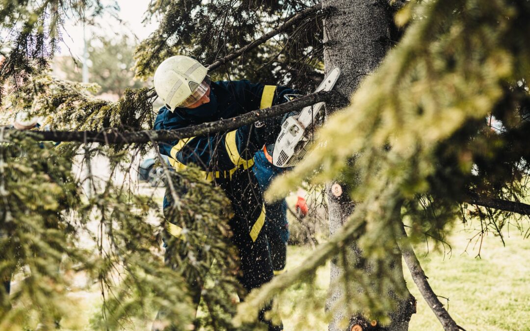 “Why Hiring a Professional is Essential for Safe and Effective Tree Removal”