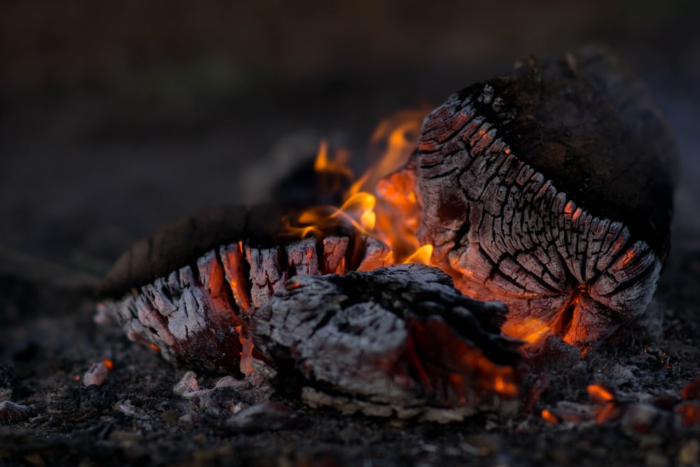 4 Types of Firewood For Burning