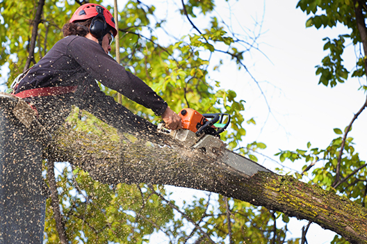 Comprehensive Tree Removal