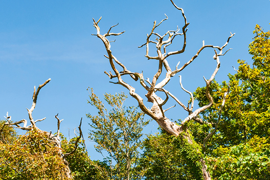 Hazardous Tree Assessment